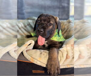 Mutt Dogs for adoption in Goodyear, AZ, USA