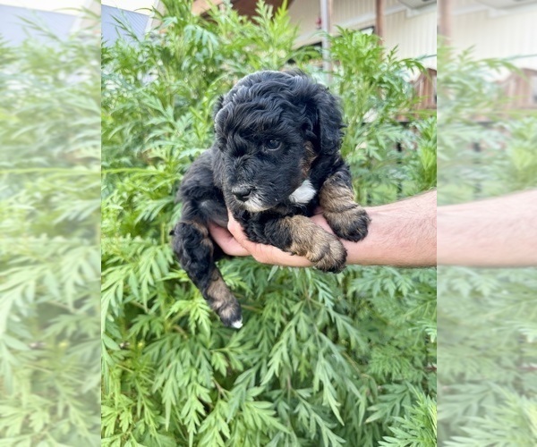 Medium Photo #22 Aussiedoodle Miniature  Puppy For Sale in ROCK HILL, SC, USA