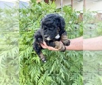 Small Photo #22 Aussiedoodle Miniature  Puppy For Sale in ROCK HILL, SC, USA