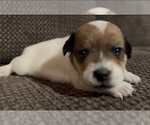 Puppy Aurora Jack Russell Terrier