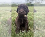 Small Photo #61 Goldendoodle Puppy For Sale in HOWARD CITY, MI, USA