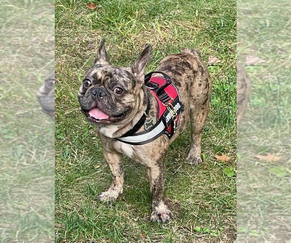 Medium Photo #3 French Bulldog Puppy For Sale in METHUEN, MA, USA