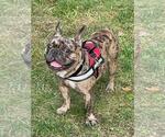 Small #2 French Bulldog
