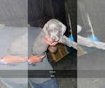 Puppy Moose Weimaraner