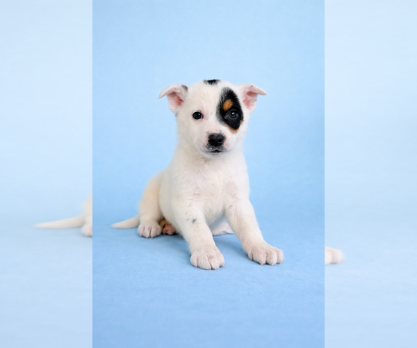 Medium Photo #4 Australian Cattle Dog Puppy For Sale in GREENFIELD, IN, USA