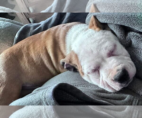 Medium Photo #5 American Staffordshire Terrier-Catahoula Leopard Dog Mix Puppy For Sale in Holly Springs, NC, USA