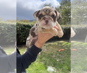 Bulldog Puppy for sale in RANCHO CALIFORNIA, CA, USA