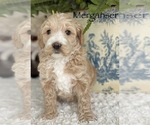 Small Photo #12 Australian Labradoodle Puppy For Sale in WASHINGTON, NC, USA