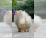 Small Photo #12 Pomeranian Puppy For Sale in SHERMAN OAKS, CA, USA