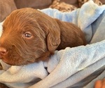 Small Photo #3 Labradoodle Puppy For Sale in PUEBLO, CO, USA
