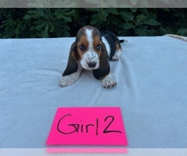 Medium Photo #18 Basset Hound Puppy For Sale in NEW BOSTON, TX, USA