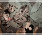 Small Photo #10 Australian Shepherd Puppy For Sale in GLASTONBURY, CT, USA
