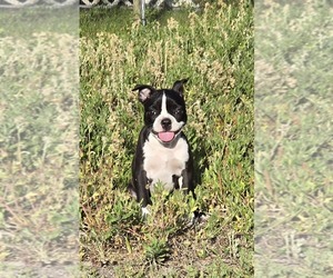 Boston Terrier Puppy for sale in BROOKSVILLE, FL, USA