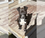 Small #6 American Staffordshire Terrier Mix