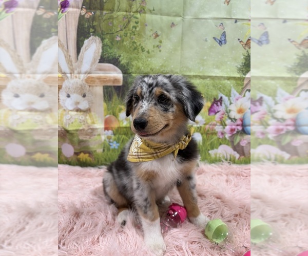 Medium Photo #17 Australian Shepherd Puppy For Sale in NEW BRAUNFELS, TX, USA