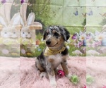 Small #16 Australian Shepherd