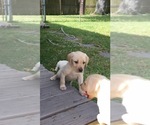 Small Photo #13 Labrador Retriever Puppy For Sale in ST PETERSBURG, FL, USA