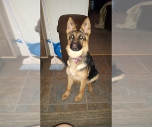German Shepherd Dog Puppy for sale in SPRINGFIELD, IL, USA