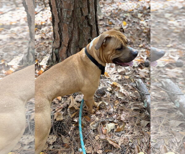 Medium Photo #5 Bullboxer Pit Puppy For Sale in Rockaway, NJ, USA