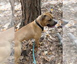 Small #4 Bullboxer Pit