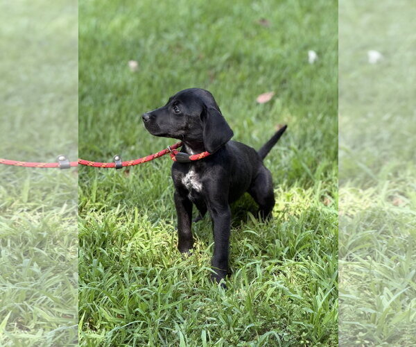Medium Photo #4 Mutt Puppy For Sale in Yardley, PA, USA