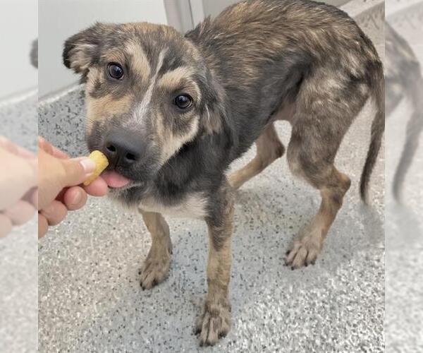 Medium Photo #1 Plott Hound-Unknown Mix Puppy For Sale in Houston, TX, USA