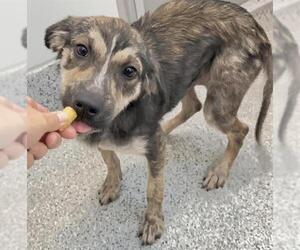 Plott Hound-Unknown Mix Dogs for adoption in Houston, TX, USA