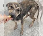 CHRISSY - Female Plott Hound-Unknown Mix Dog for Adoption - Small photo