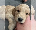 Puppy 6 Cock-A-Poo-Goldendoodle Mix