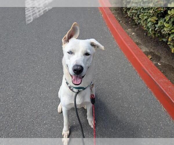 Medium Photo #2 German Shepherd Dog-Siberian Husky Mix Puppy For Sale in Orange, CA, USA