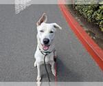 Small #1 German Shepherd Dog-Siberian Husky Mix
