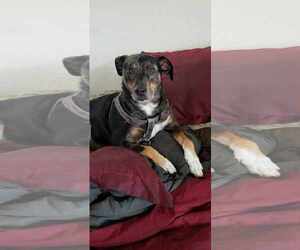Catahoula Leopard Dog Dogs for adoption in COLUMBIA, MD, USA