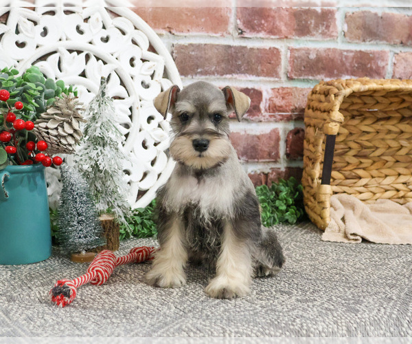 Medium Photo #5 Schnauzer (Miniature) Puppy For Sale in SYRACUSE, IN, USA