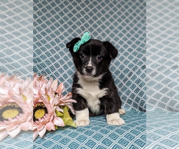 Medium Photo #3 Pembroke Welsh Corgi Puppy For Sale in ELKTON, MD, USA