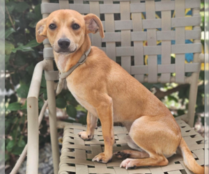 Chiweenie Dogs for adoption in Cranston, RI, USA