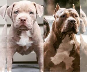 Mother of the American Bully puppies born on 07/30/2021
