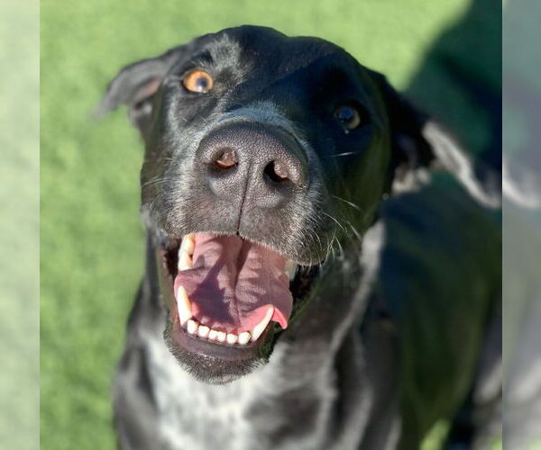 Medium Photo #2 Labrador Retriever-Unknown Mix Puppy For Sale in Fort Collins, CO, USA