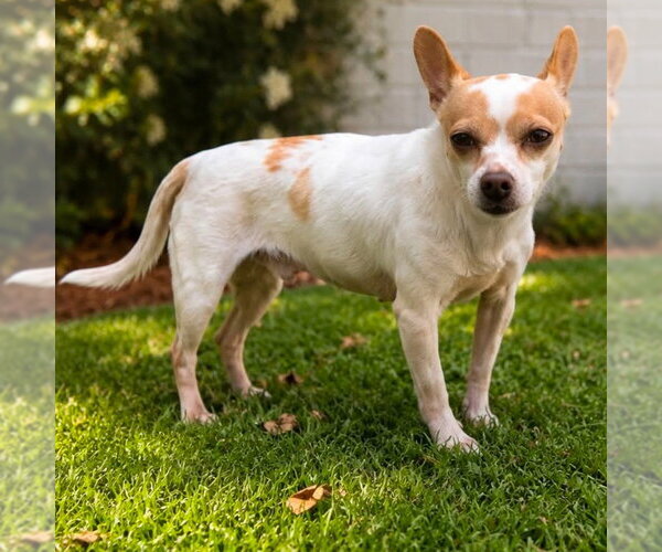 Medium Photo #2 Chihuahua-Unknown Mix Puppy For Sale in Canton, CT, USA