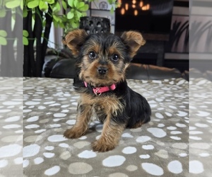 Yorkshire Terrier Puppy for Sale in FRANKLIN, Indiana USA