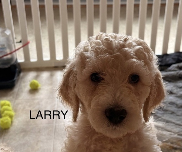Medium Photo #1 English Cream Golden Retriever-Poodle (Standard) Mix Puppy For Sale in MILLERSBURG, OH, USA