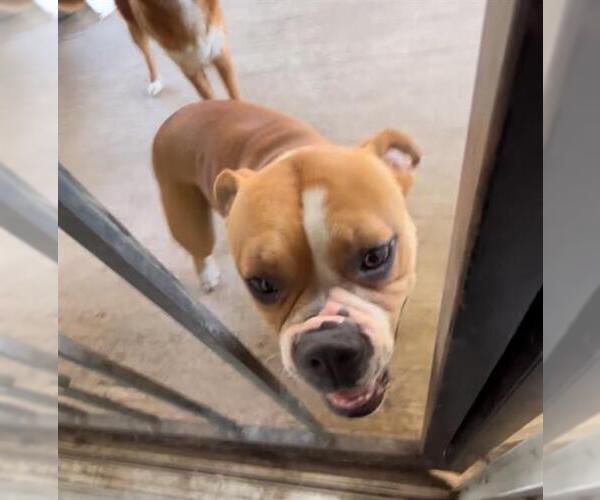 Medium Photo #1 Staffordshire Bull Terrier Puppy For Sale in San Antonio, TX, USA