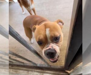 Staffordshire Bull Terrier Dogs for adoption in San Antonio, TX, USA