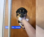 Small #1 Mutt