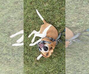 Benny - Male Mutt Dog for Adoption - Photo #3