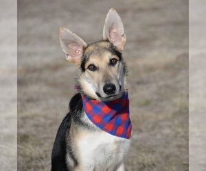 Harrison - Male German Shepherd Dog Dog for Adoption - Photo #2