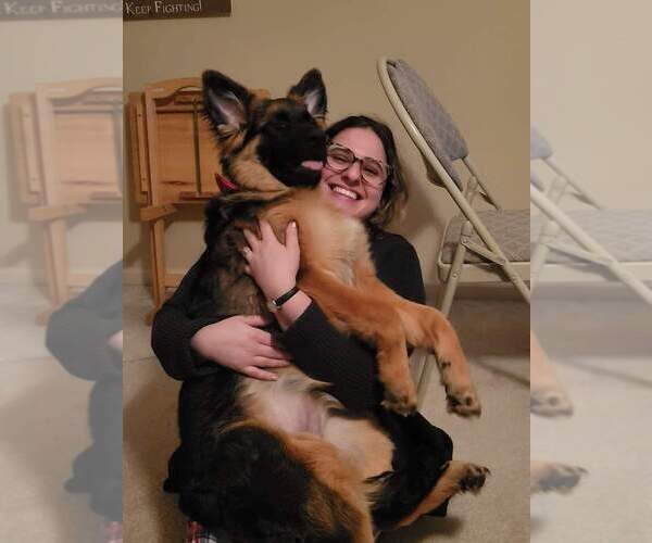 Medium Photo #64 German Shepherd Dog Puppy For Sale in LA FAYETTE, NY, USA