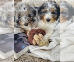Small Photo #11 Bernedoodle Puppy For Sale in BATTLE GROUND, WA, USA