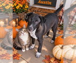 Austin - Male Labrador Retriever-Unknown Mix Dog for Adoption - Small photo