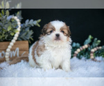 Small Photo #4 Shih Tzu Puppy For Sale in CLARE, MI, USA