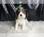 Small #3 Cavalier King Charles Spaniel